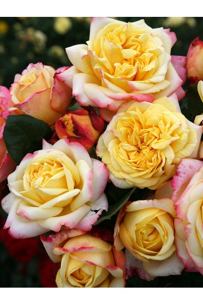 Троянда жовто-рожева Ювілей Кордеса